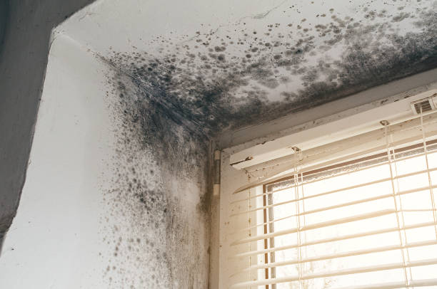 Affordable Black Mold Remediation solutions in Medford, NJ